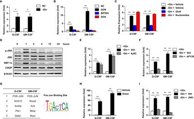 Glutamine Deprivation Promotes the Generation and Mobilization of MDSCs by Enhancing Expression of G-CSF and GM-CSF